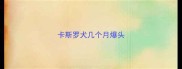 卡斯罗犬几个月爆头