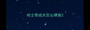 哈士奇成犬怎么喂食