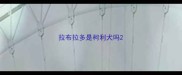 拉布拉多是柯利犬吗