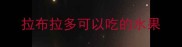 拉布拉多可以吃的水果