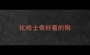 比哈士奇好看的狗