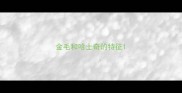 金毛和哈士奇的特征