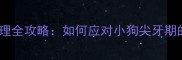 幼犬尖牙期护理全攻略如何应对小狗尖牙期的牙齿尖问题