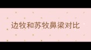 边牧和苏牧鼻梁对比