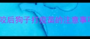 狂犬疫苗必看被咬后狗子打疫苗的注意事项附专业流程图