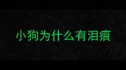小狗为什么有泪痕