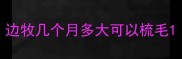 边牧几个月多大可以梳毛