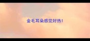 金毛耳朵感觉好热