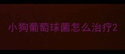 小狗葡萄球菌怎么治疗