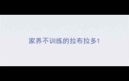 家养不训练的拉布拉多