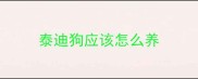 泰迪狗应该怎么养