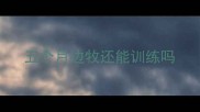 五个月边牧还能训练吗