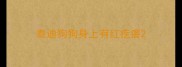 泰迪狗狗身上有红疙瘩