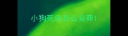 小狗死后怎么安葬