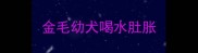 金毛幼犬喝水肚胀