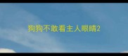 狗狗不敢看主人眼睛