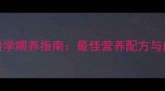 秋田犬7-8月龄科学喂养指南最佳营养配方与成长关键期管理