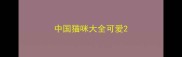 中国猫咪大全可爱