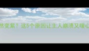 狗狗舌头突然变紫这5个原因让主人崩溃又暖心附自救指南