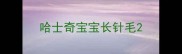 哈士奇宝宝长针毛