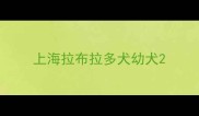上海拉布拉多犬幼犬