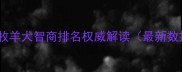 边境牧羊犬智商排名权威解读最新数据