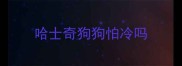哈士奇狗狗怕冷吗