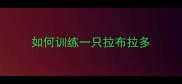 如何训练一只拉布拉多
