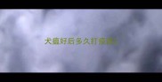 犬瘟好后多久打疫苗