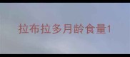 拉布拉多月龄食量