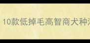 家养中小型狗狗推荐10款低掉毛高智商犬种清单附养护指南