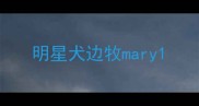 明星犬边牧mary