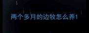 两个多月的边牧怎么养