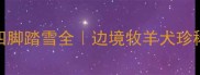 边牧七白三通四脚踏雪全边境牧羊犬珍稀毛色养护指南