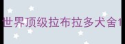 世界顶级拉布拉多犬舍