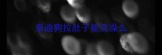 泰迪狗拉肚子能洗澡么
