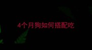 4个月狗如何搭配吃