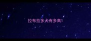 拉布拉多犬有多高