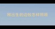 刚出生的边牧怎样照顾