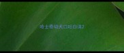 哈士奇幼犬口吐白沫