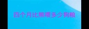 四个月比熊喂多少狗粮