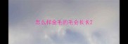 怎么样金毛的毛会长长