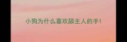 小狗为什么喜欢舔主人的手