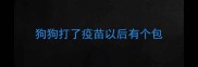 狗狗打了疫苗以后有个包