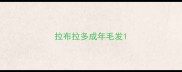 拉布拉多成年毛发