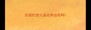 比较忙的人适合养边牧吗