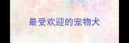 最受欢迎的宠物犬