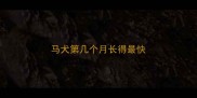 马犬第几个月长得最快