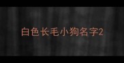 白色长毛小狗名字