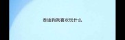 泰迪狗狗喜欢玩什么